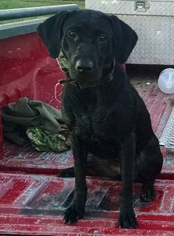 Gemma