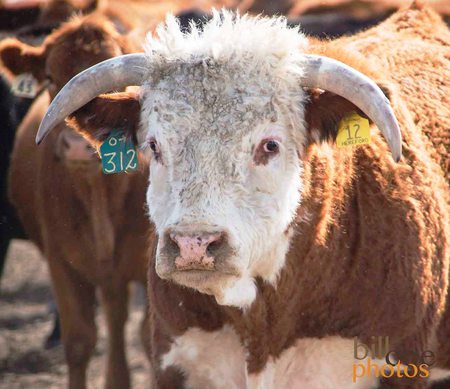 Bull