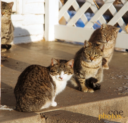 Four Musketeers
