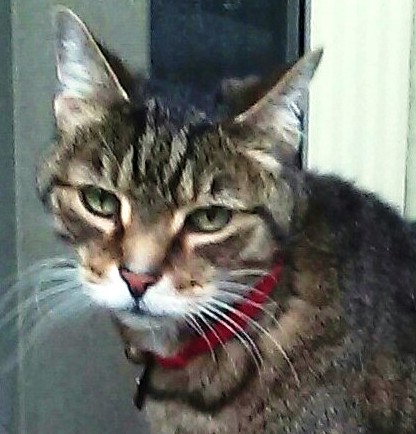 Tigger