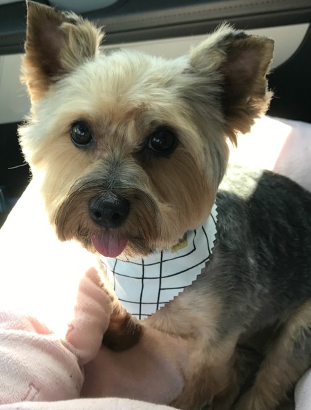 Gracie