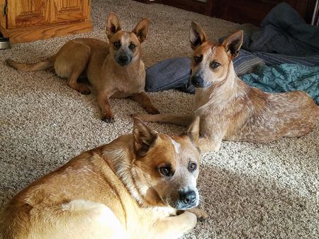 Boon, Bella, and Bailey