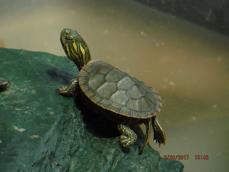 Murtle