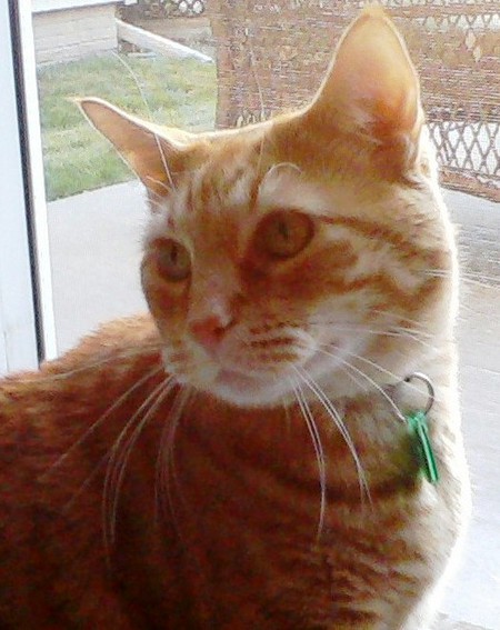 Cosmo