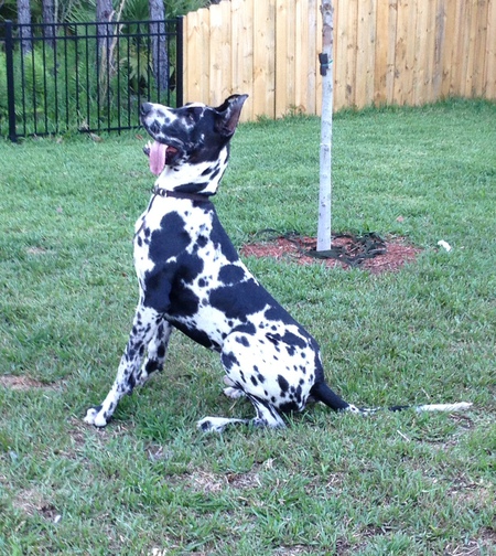 Bane the Great Dane