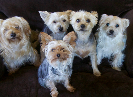 Mo, Annie, Joey, Marley, Manu