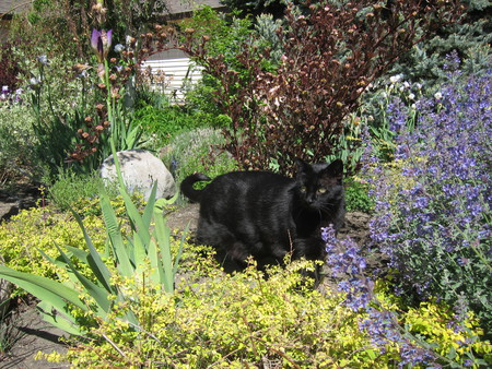 Blackie