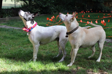 Bleu and Sunny