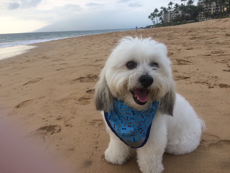 Jax