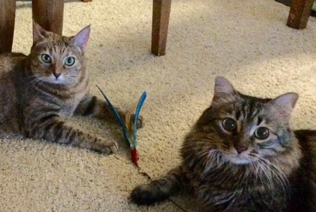 Dusty & Obi