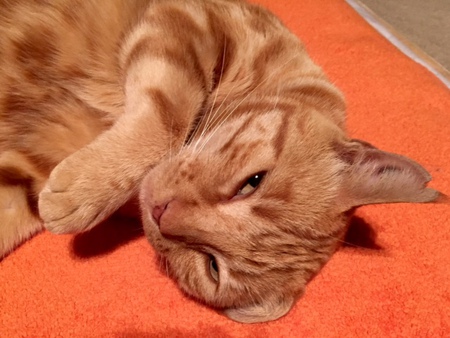 Pumpkin