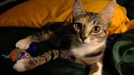 Kit Jennipurr Arabella