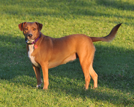 Lucy