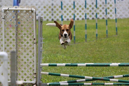 Bailey's High Flying Goose