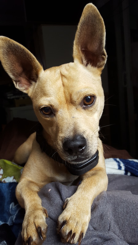 Yoda