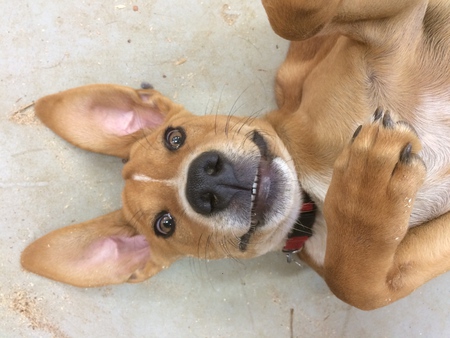 Toby