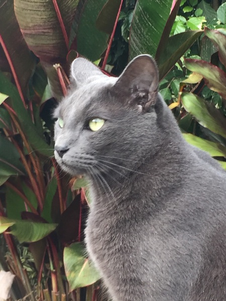 Zeus