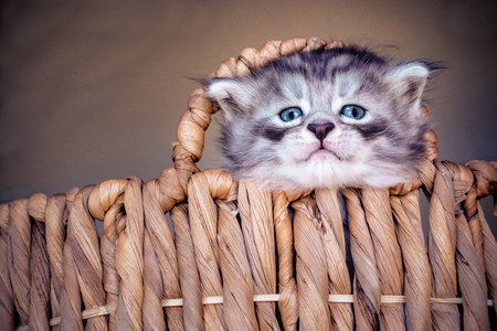 Maine Coon kitten