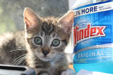 Foster kitten