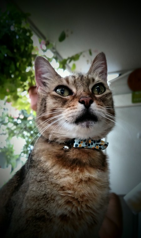 Kika