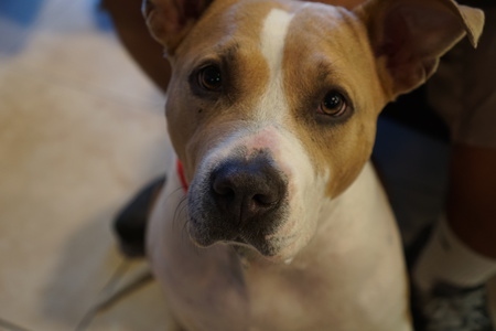 Cinnamon