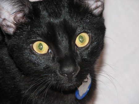Jet! (aka Jethead)