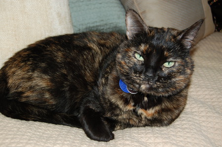 Salome