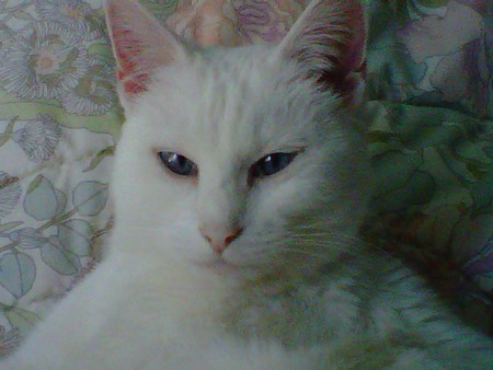 MEWSETTA