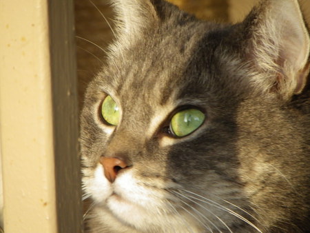 Mitsy