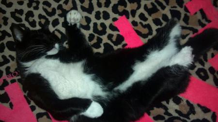 DEUCE: TWO LEGGED KITTY FROM OKLAHOMA CITY