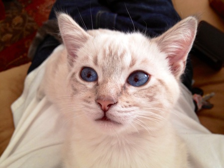 Pip