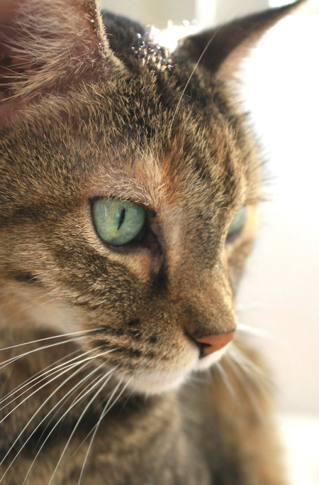 Bella - Rest Peacefully Angel