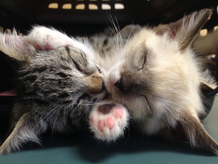 Tiger Lily and Annabelle