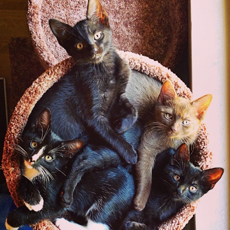 Charlie, Henry, Batman, & Robin