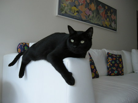 Gato Preto