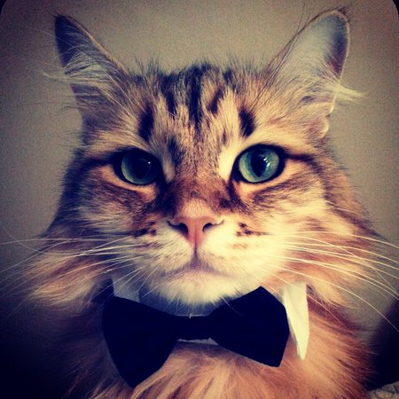 Fuzzy Lumpkins