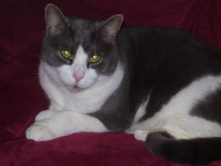 Aloyseus (Al for short)