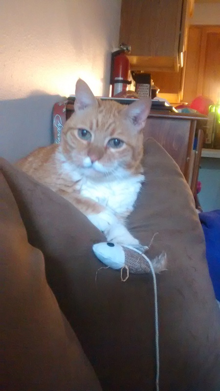 Freddy
