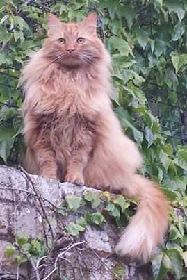 Horatio