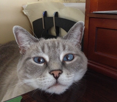 Maya helping in the office
