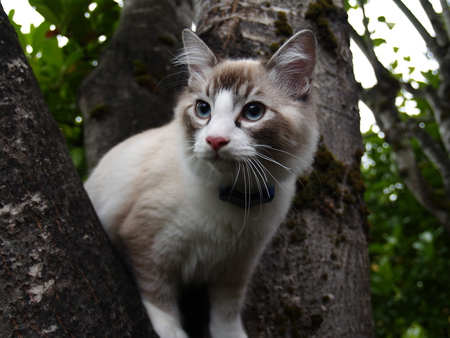 Mowgli