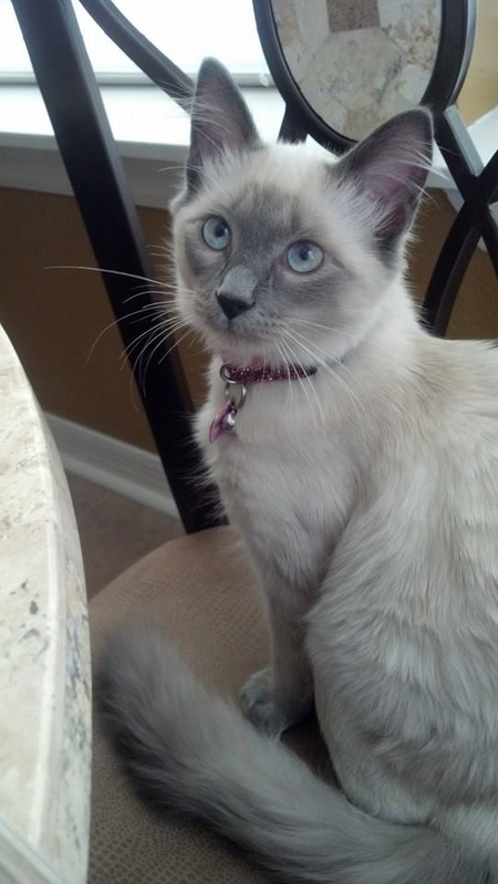 Miabel