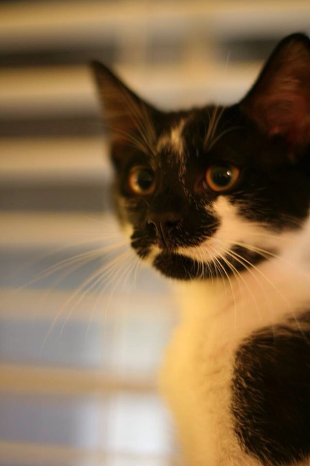 Murray