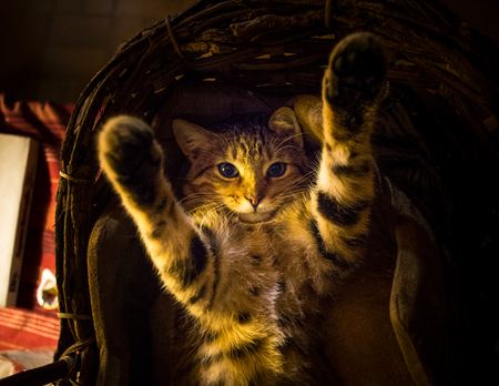 Tiglet Patterson