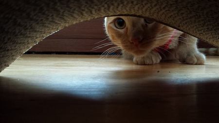 Pepper Jack (aka The Horror)