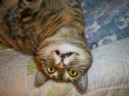 Marbles
