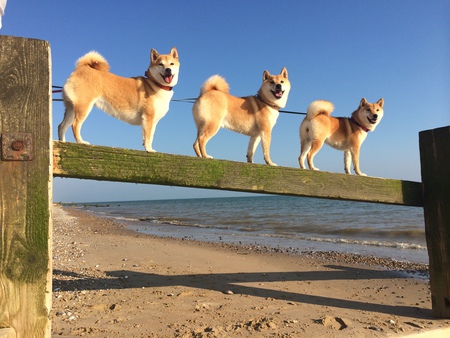 Lola, Neo and Tilly