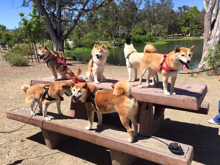 Bay Area Shiba Pack!