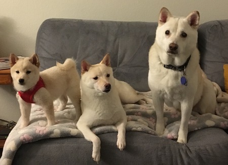 Tofu, Riley, and Kuma 
