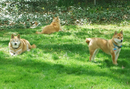 Anzen, Leia, Hana